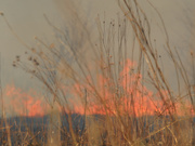 1st Apr 2021 - prairie burn