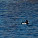 ring necked ducks by rminer
