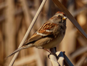1st Apr 2021 - American tree sparrow