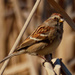 American tree sparrow by rminer