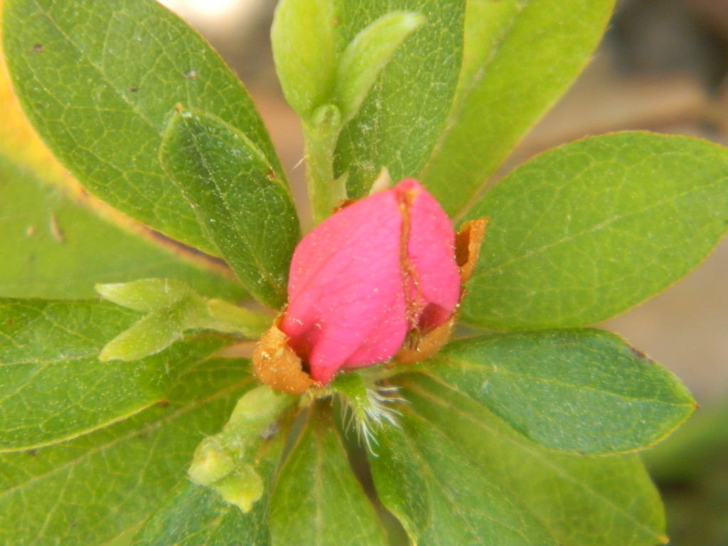 Pink Azalea Closeup by sfeldphotos