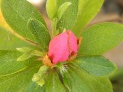 1st Apr 2021 - Pink Azalea Closeup