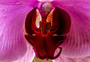 1st Apr 2021 - Orchid