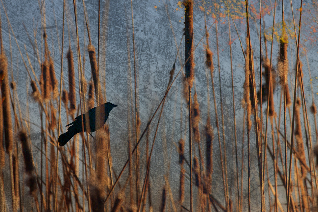 Bird in the Reeds by ryan161