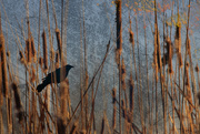 22nd Feb 2021 - Bird in the Reeds