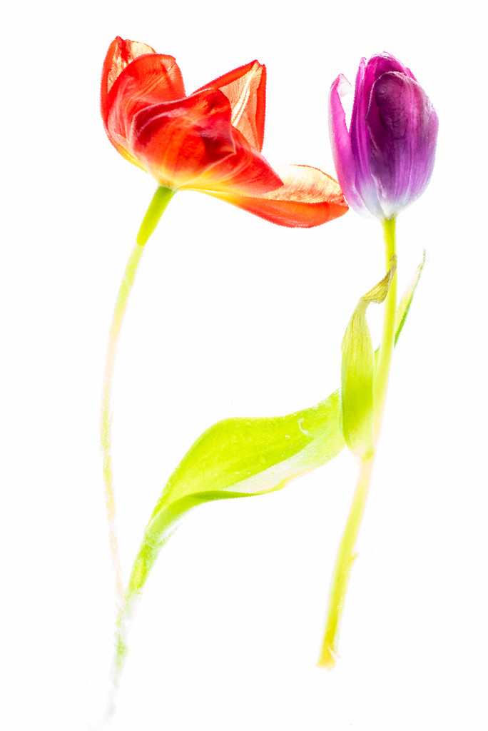 Frozen tulips 91/365 by dora