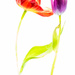 Frozen tulips 91/365 by dora