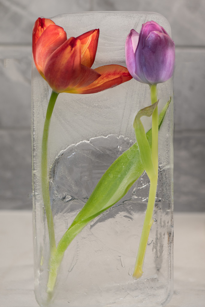Tulips frozen in time 90/365 by dora