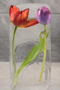 1st Apr 2021 - Tulips frozen in time 90/365