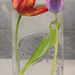 Tulips frozen in time 90/365 by dora