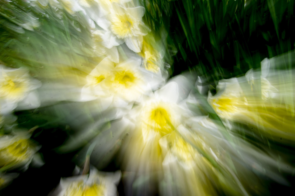 Psychedelic Daffodils by cwbill