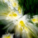 Psychedelic Daffodils by cwbill