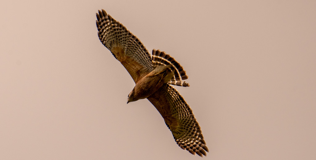 Red Shouldered Hawk Overhead! by rickster549