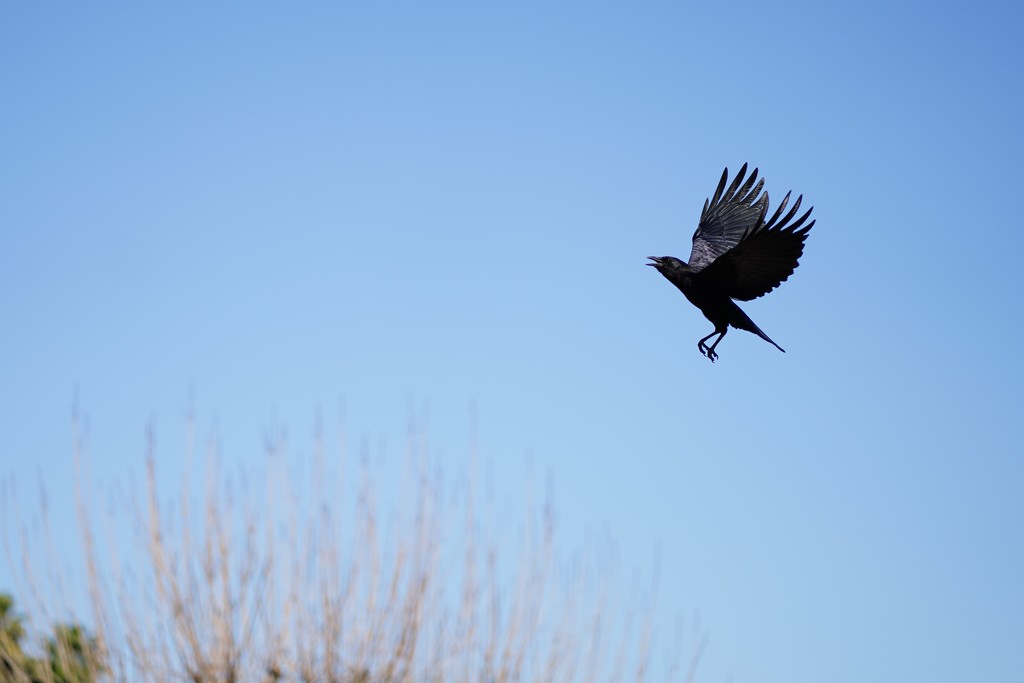 Crow in flight by acolyte