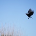 Crow in flight by acolyte