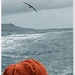 Birds, sea and orange beanie by sandradavies