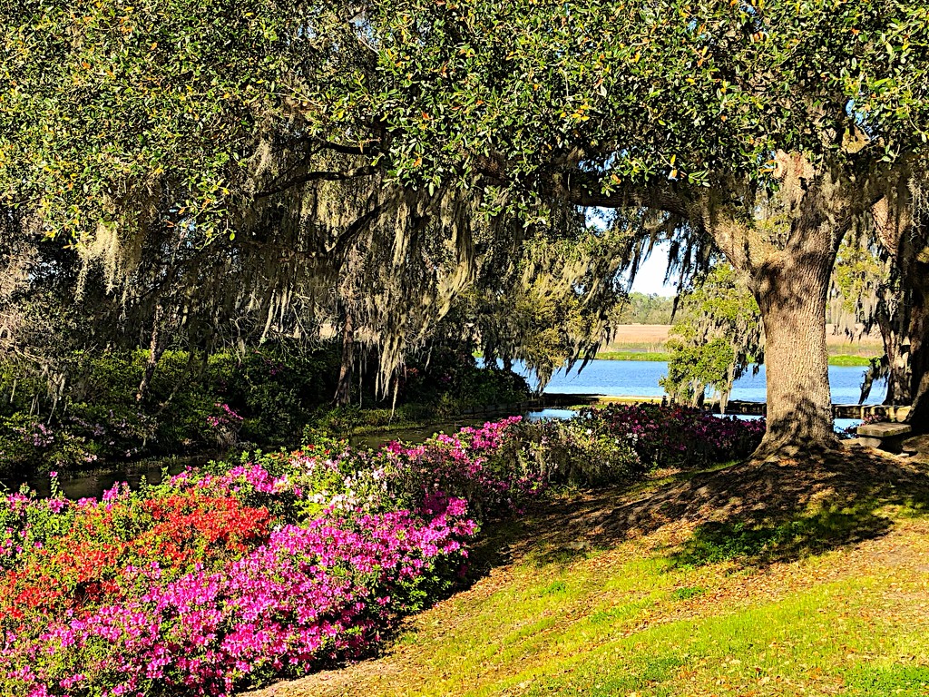 Middleton Place, Charleston by congaree