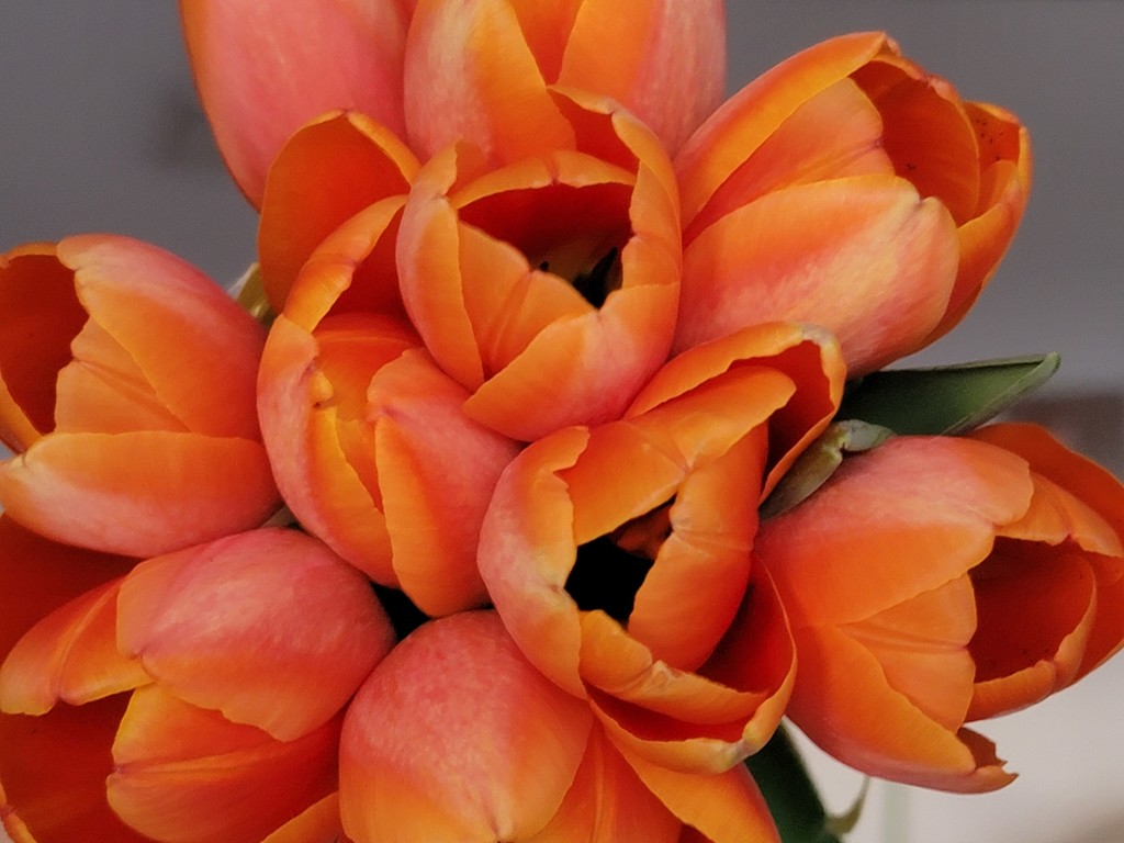 Orange Tulips  by gq