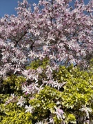2nd Apr 2021 - Star magnolia