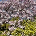 Star magnolia by tinley23
