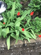 1st Apr 2021 - Tulips