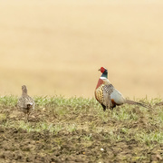 2nd Apr 2021 - Pheasant