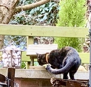 2nd Apr 2021 - Extras - Cat on the bird table