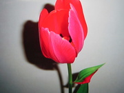 2nd Apr 2021 - Why do I love this Special tulip