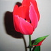 Why do I love this Special tulip by bruni