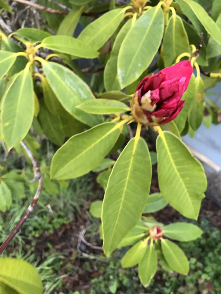 First Rhododendron  by pandorasecho
