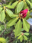 2nd Apr 2021 - First Rhododendron 
