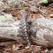 Vivid lizard by shine365