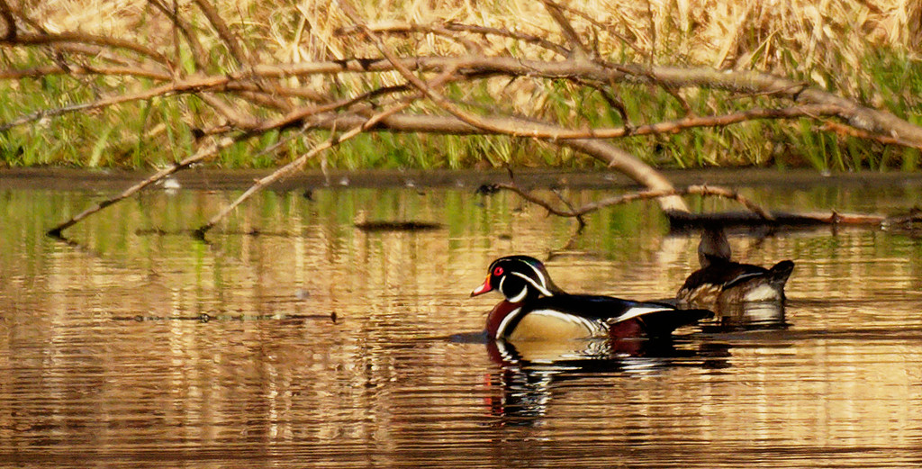 wood ducks under an arching branch by rminer