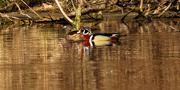 2nd Apr 2021 - wood ducks closeup