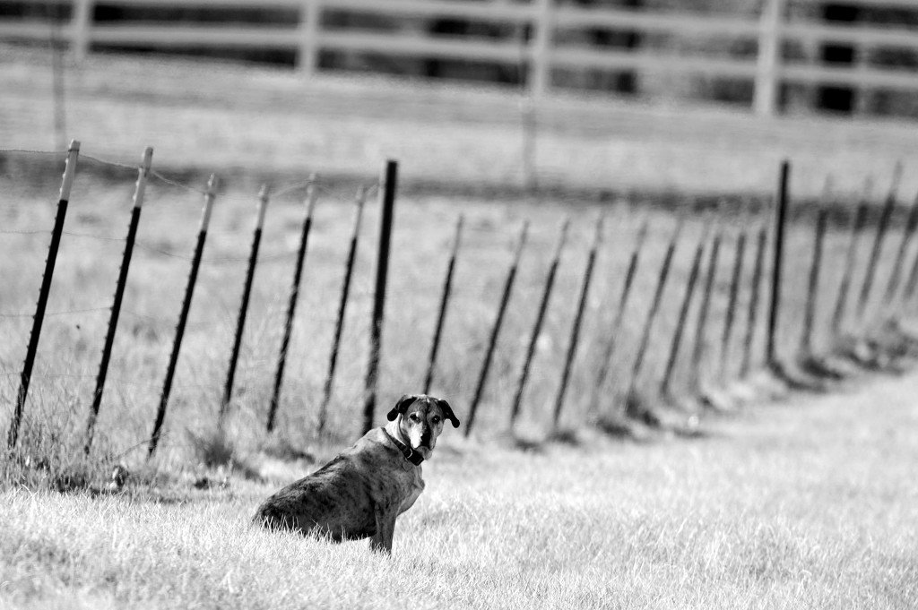Dog, Gate, and Fence by kareenking