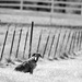 Dog, Gate, and Fence by kareenking