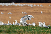 17th Mar 2021 - Snow Geese on the Ground