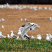 Snow Geese on the Ground by kareenking