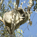 Ellie on high by koalagardens