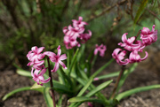 2nd Apr 2021 - A flower sprang, lilylike, more brilliant