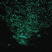 Glow Little Glow Worm Glimmer Glimmer  by terryliv