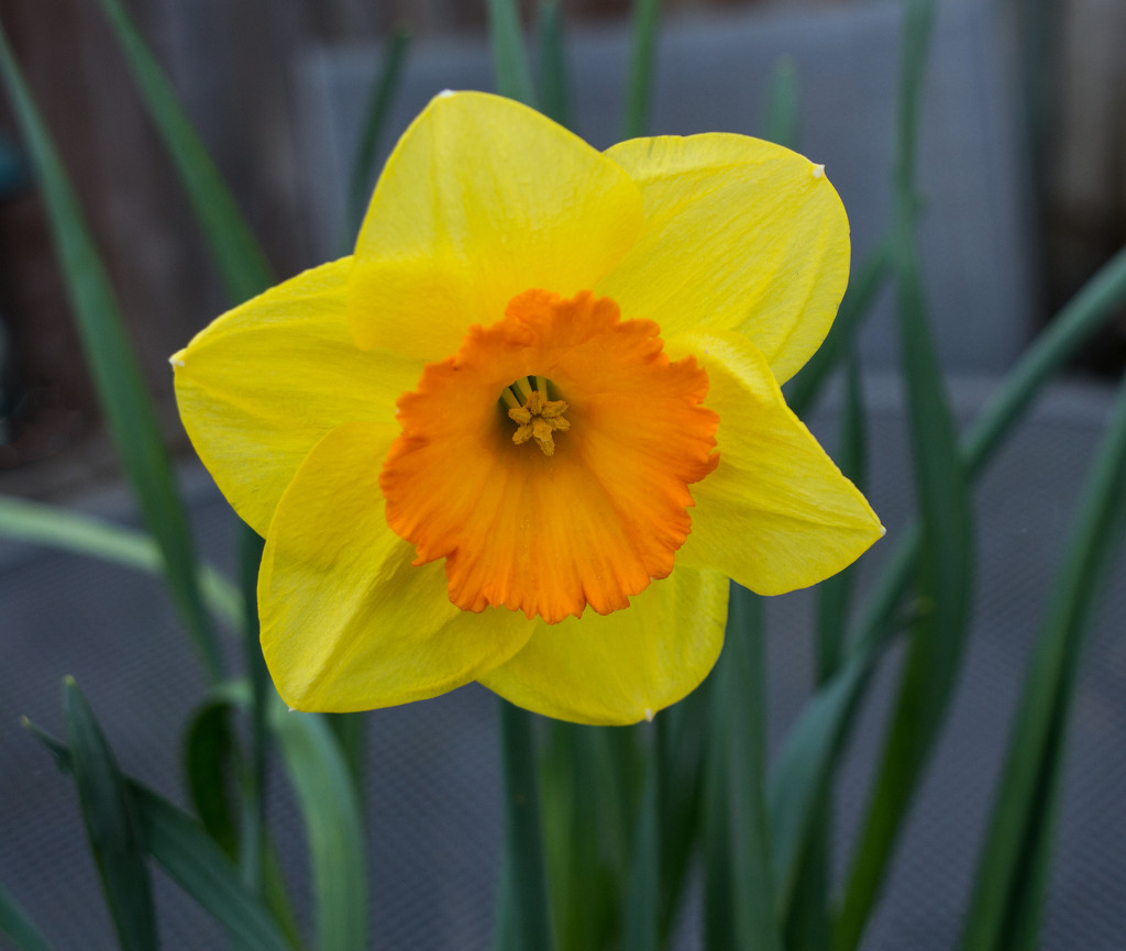 Daffodil by busylady