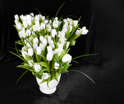 2nd Apr 2021 - White Tulips Galore!