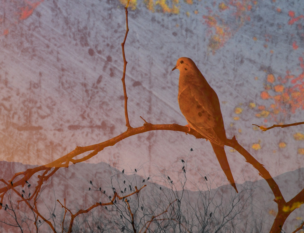 Dove at Sunset by ryan161