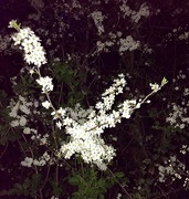 2nd Apr 2021 - Blossom at dusk.