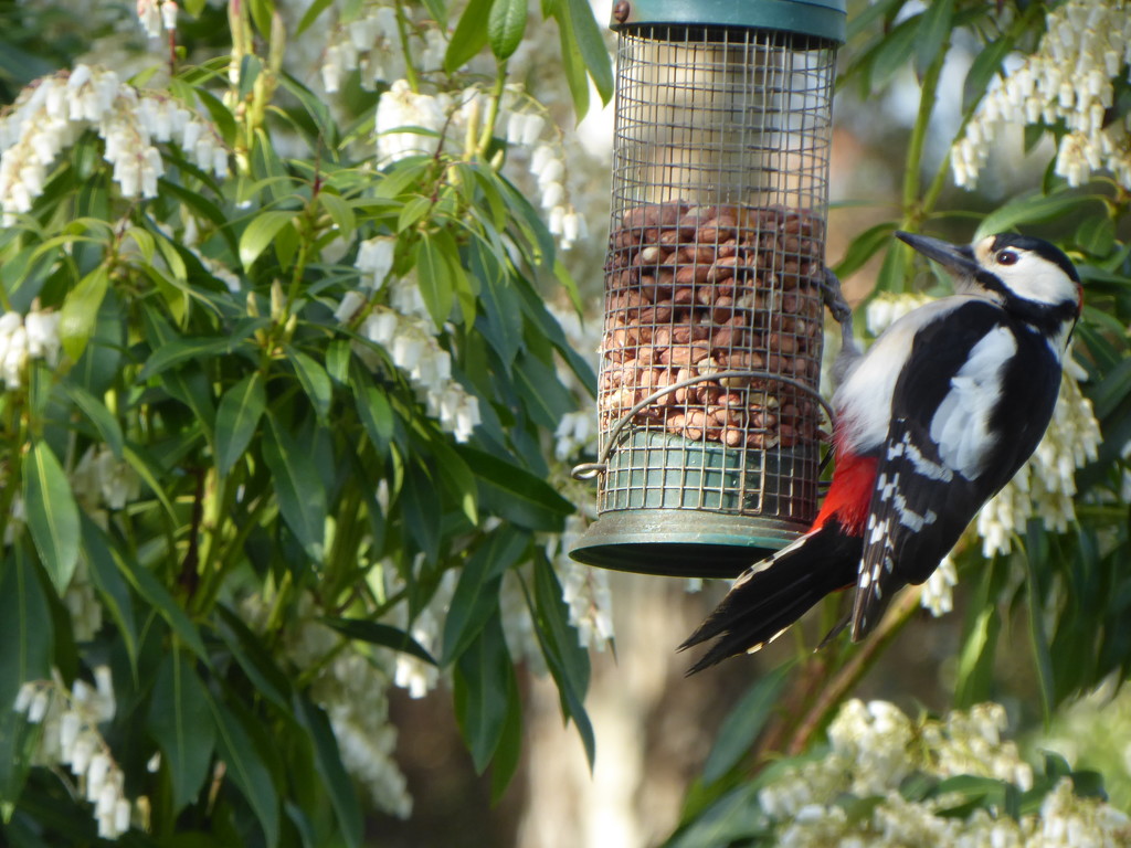 An easy meal for a Woodpecker. by snowy