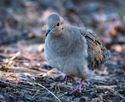 2nd Apr 2021 - Mourning Dove