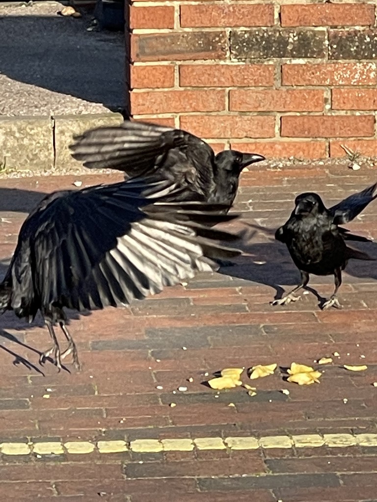 Crows or Rooks - squabbling over chips. by bill_gk