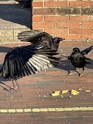 2nd Apr 2021 - Crows or Rooks - squabbling over chips.