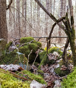 2nd Apr 2021 - Forest floor